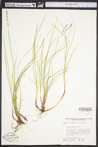 Carex lucorum image