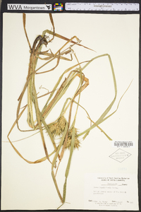 Carex lupuliformis image