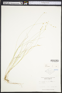 Carex echinata image