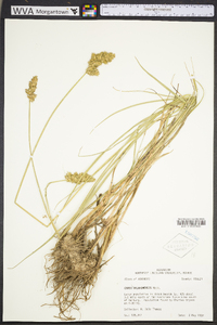 Carex oklahomensis image