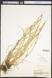 Carex oligocarpa image