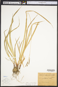 Carex oxylepis image