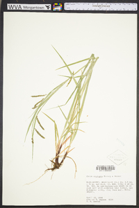 Carex oxylepis image