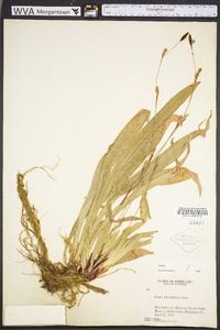 Carex plantaginea image