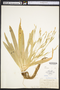 Carex platyphylla image