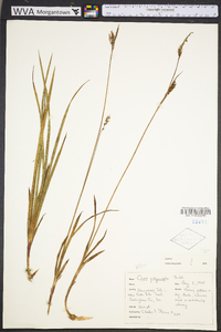 Carex polymorpha image