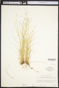 Carex radiata image