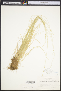 Carex radiata image