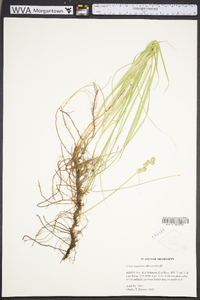 Carex reniformis image