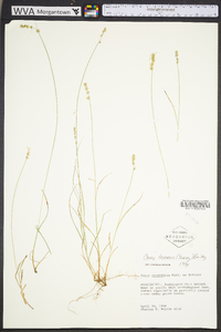 Carex texensis image