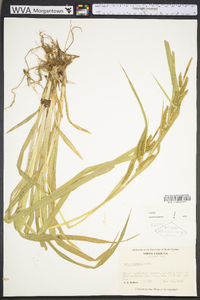 Carex scabrata image