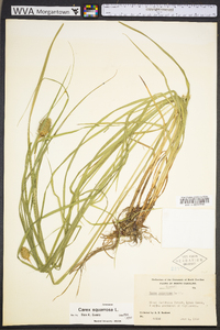 Carex squarrosa image