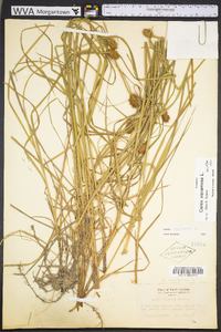 Carex squarrosa image