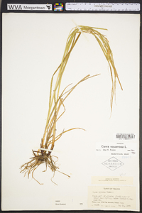 Carex squarrosa image