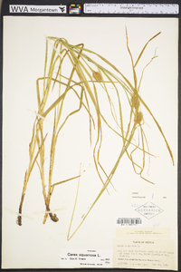 Carex squarrosa image