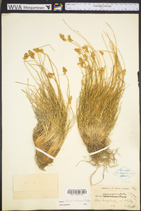 Carex straminiformis image