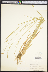 Carex styloflexa image