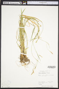 Carex striatula image