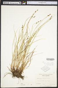 Carex swanii image