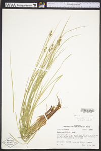 Carex swanii image