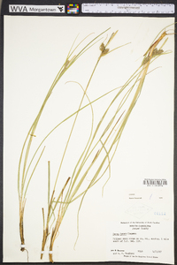 Carex tenax image