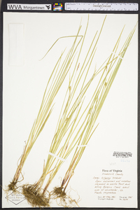 Carex tetanica image