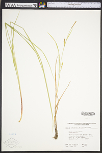 Carex tetanica image