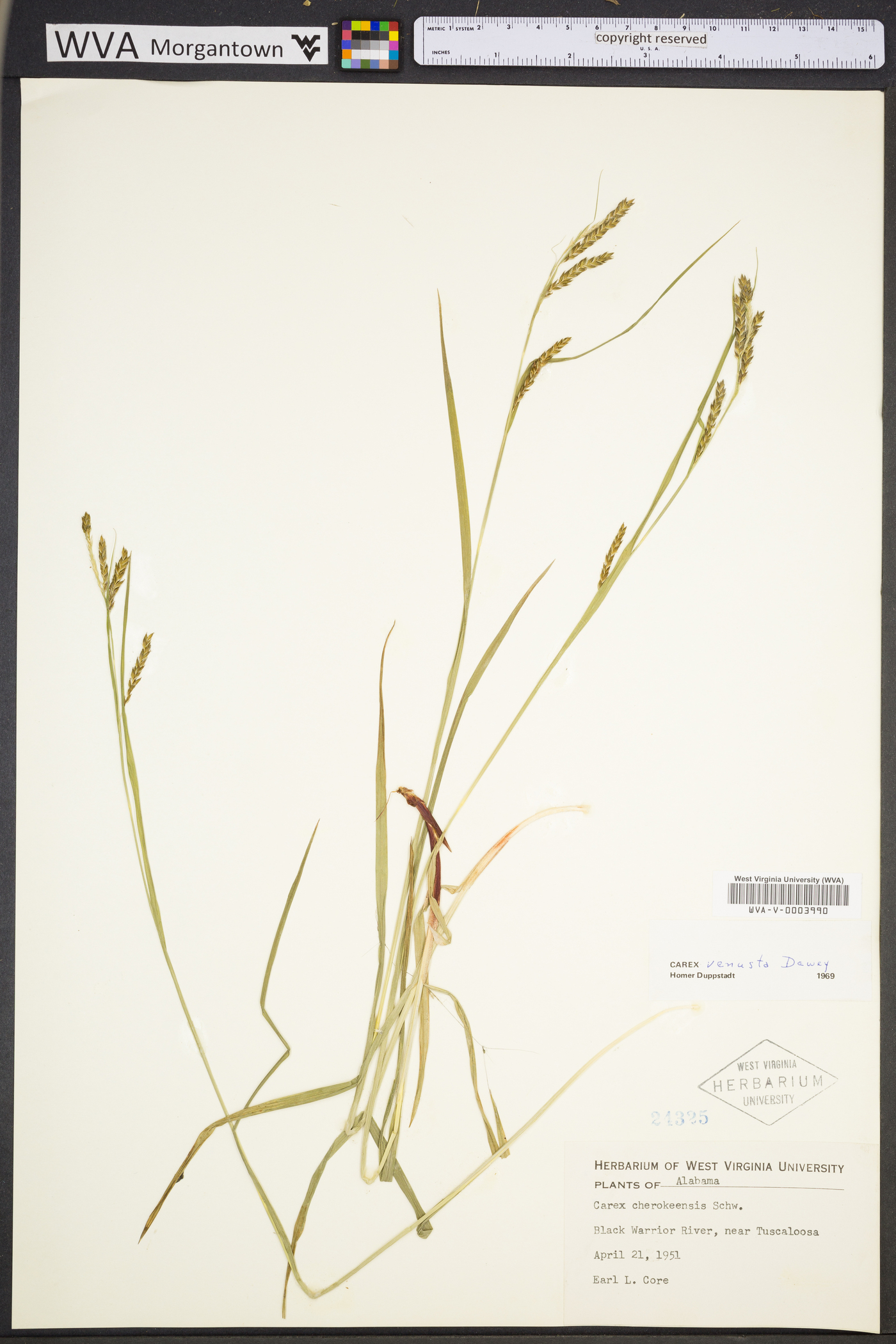 Carex venusta image