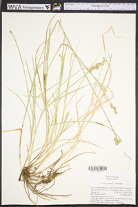 Carex vexans image