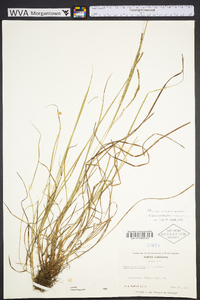 Carex aestivalis image