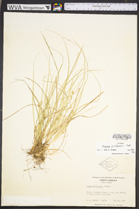 Carex willdenowii image