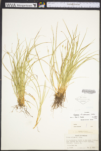 Carex willdenowii image