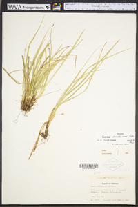 Carex willdenowii image