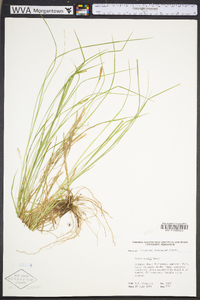 Carex woodii image