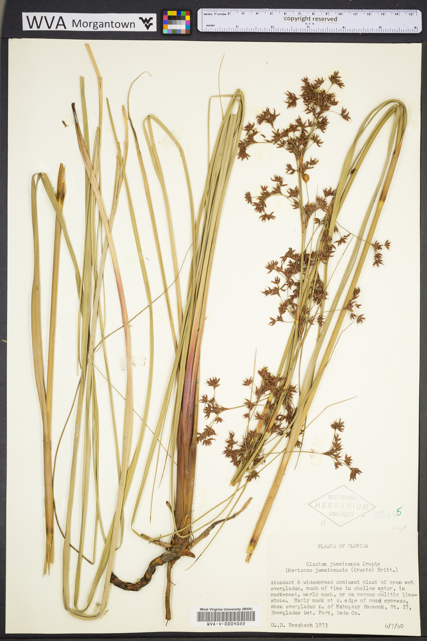 Cladium mariscus image