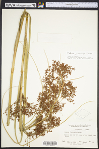 Cladium mariscus image