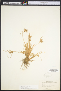 Cyperus bipartitus image