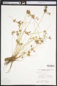 Cyperus bipartitus image