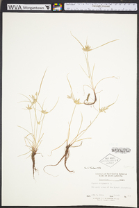 Cyperus compressus image