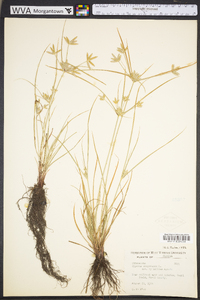 Cyperus compressus image