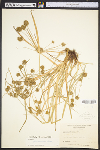 Cyperus croceus image