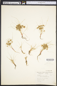 Cyperus cuspidatus image