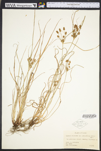 Cyperus retrorsus image