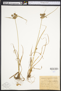 Cyperus echinatus image