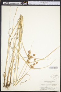 Cyperus echinatus image