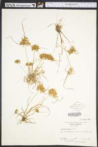 Cyperus filicinus image