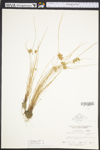 Cyperus bipartitus image