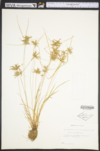 Cyperus flavescens image