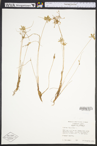 Cyperus flavescens image