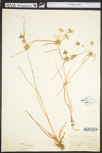 Cyperus flavescens image